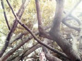 滿足森女的甜蜜幻想的夢(mèng)幻婚紗