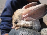 盤點地球上那些千奇百怪的動物