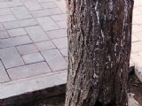 石家莊女大學(xué)生樹洞中作畫惟妙惟肖