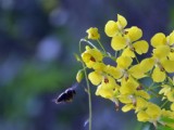 清新槐花圖片