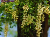 清新槐花圖片