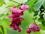 清新槐花圖片