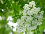 清新槐花圖片