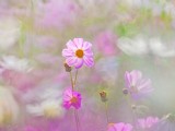 清新波斯菊花卉圖片