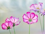 清新波斯菊花卉圖片