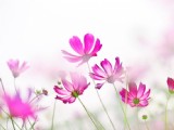 清新波斯菊花卉圖片