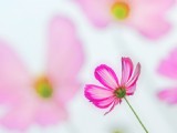 清新波斯菊花卉圖片