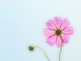 清新波斯菊花卉圖片