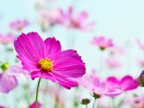 清新波斯菊花卉圖片
