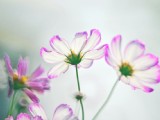 清新波斯菊花卉圖片
