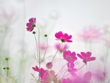 清新波斯菊花卉圖片