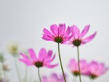 清新波斯菊花卉圖片