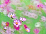 清新波斯菊花卉圖片