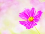 清新波斯菊花卉圖片