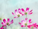 清新波斯菊花卉圖片
