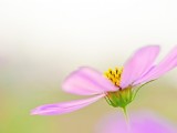 清新波斯菊花卉圖片